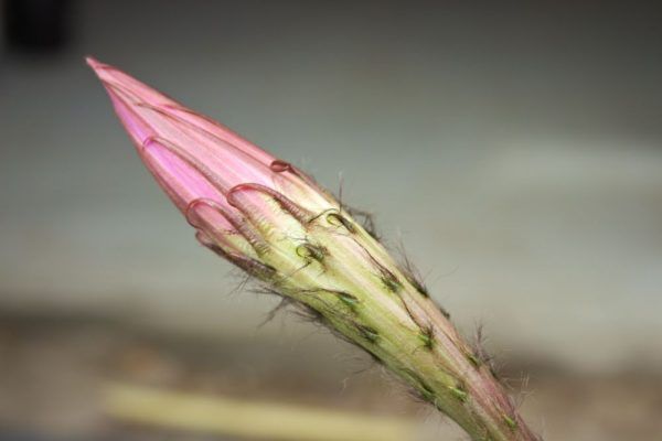 Echinopsis bloem