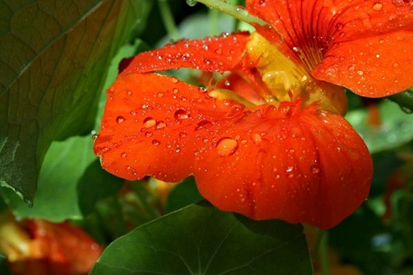 Oost-Indische kers close-up bloem