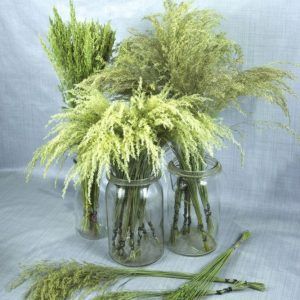 Gedroogde wilde grassen struisgras in 3 variaties