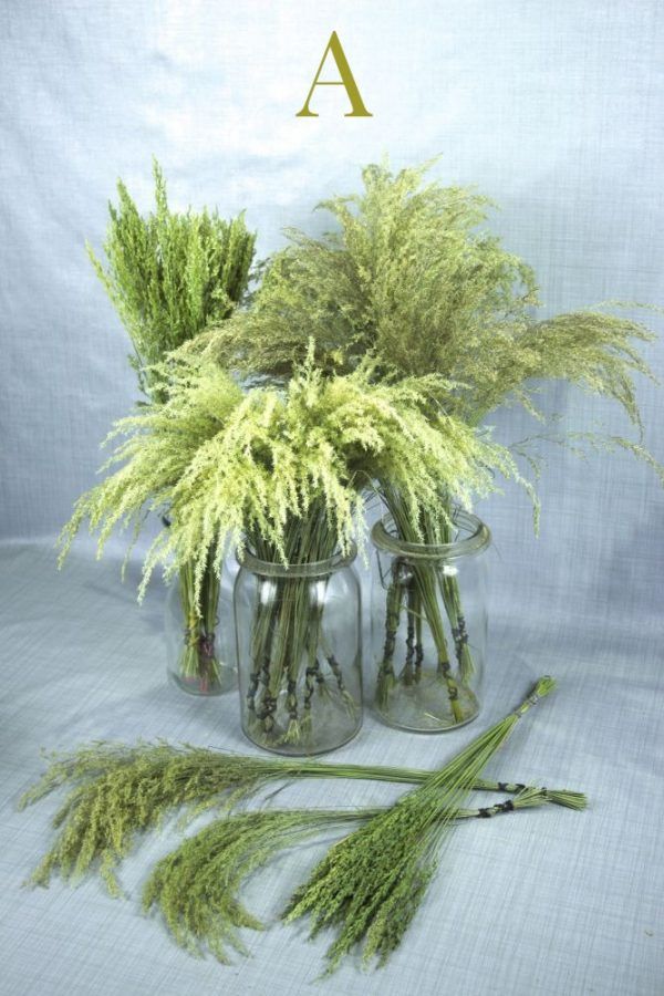 Gedroogde wilde grassen struisgras in 3 variaties