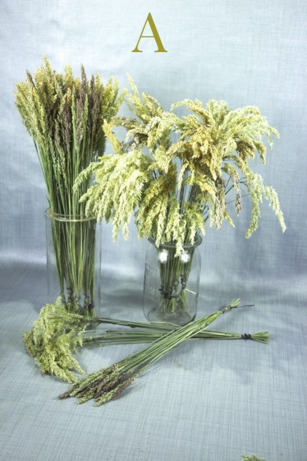 Wilde grassen witbol staand en hangend gedroogd