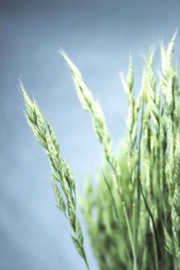 Close-up droogboeket zachte dravik gras
