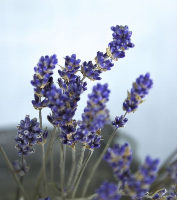 Droogboeket lavendel close-up