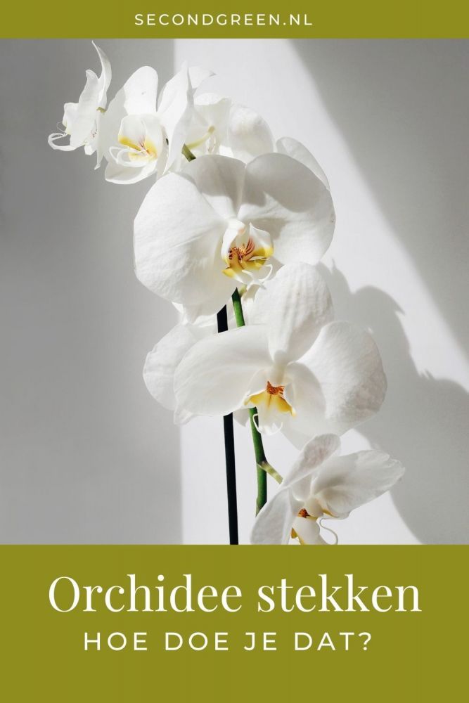 Orchidee stekken | Hoe doe je dat?