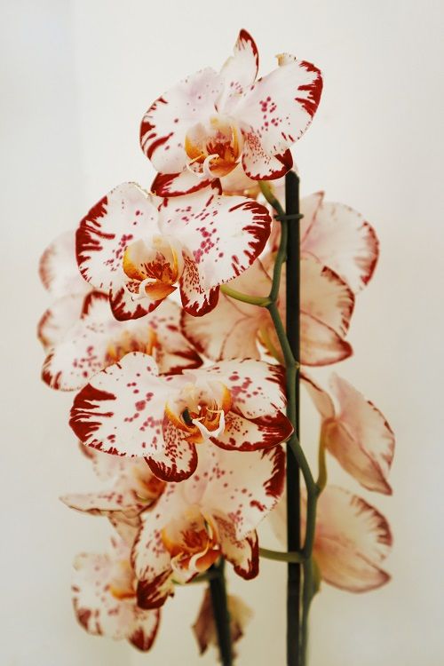 Phalaenopsis (vlinderorchidee), een populaire bloeiende kamerplant. | Hoe stek je een orchidee?