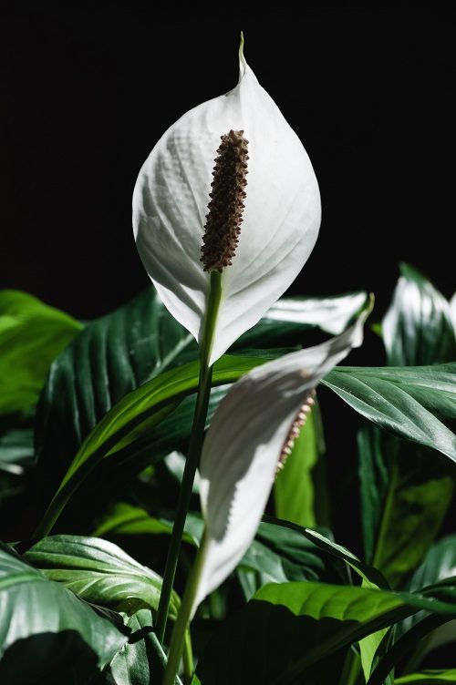 Vredeslelie | Spathiphyllum verzorging & info