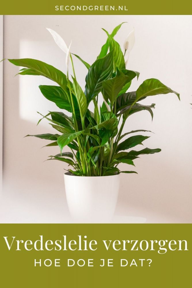 Vredeslelie | Spathiphyllum verzorging & info