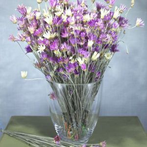 Gedroogde bloemen paars en wit