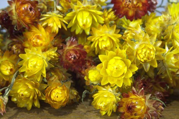 Strobloemen geel