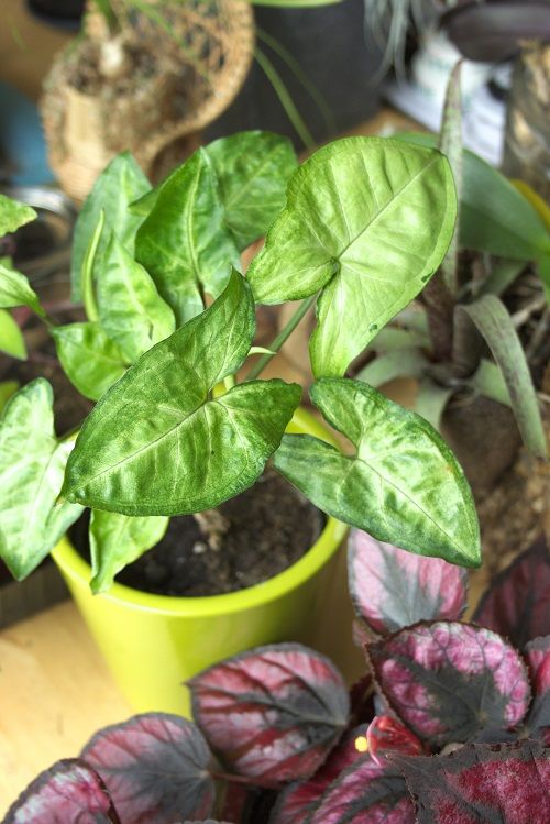 Syngonium podophyllum is een populaire kamerplant. Deze aronskelk wordt gewaardeerd om zijn gemakkelijke verzorging en mooi blad.