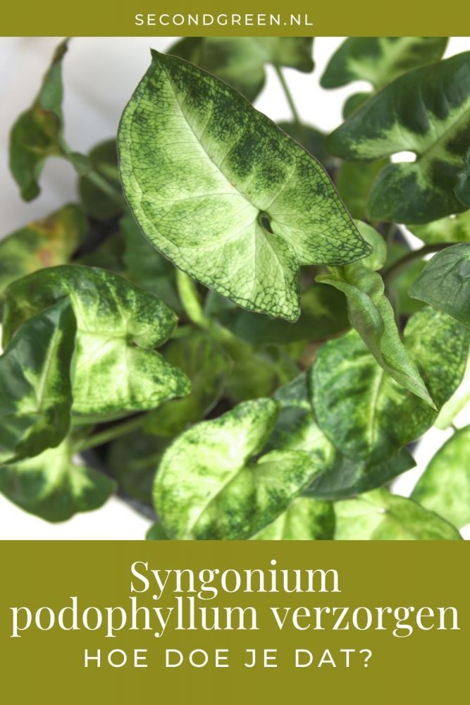 Syngonium podophyllum is een populaire kamerplant. Deze aronskelk wordt gewaardeerd om zijn gemakkelijke verzorging en mooi blad.