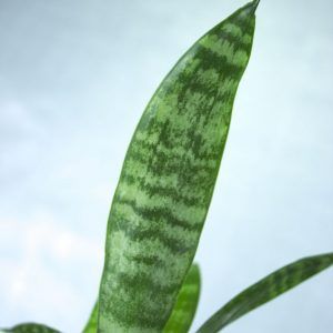 Stekje van Sansevieria vetplant
