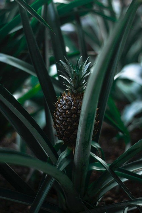 Ananasplant verzorgen | Hoe doe je dat?