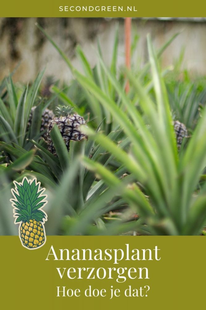 Ananasplant verzorgen | Hoe doe je dat?