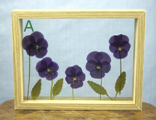 Fotolijst met droogbloemen klein viooltjes