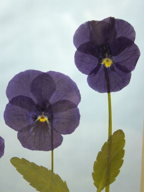 Fotolijst met droogbloemen klein viooltjes close-up