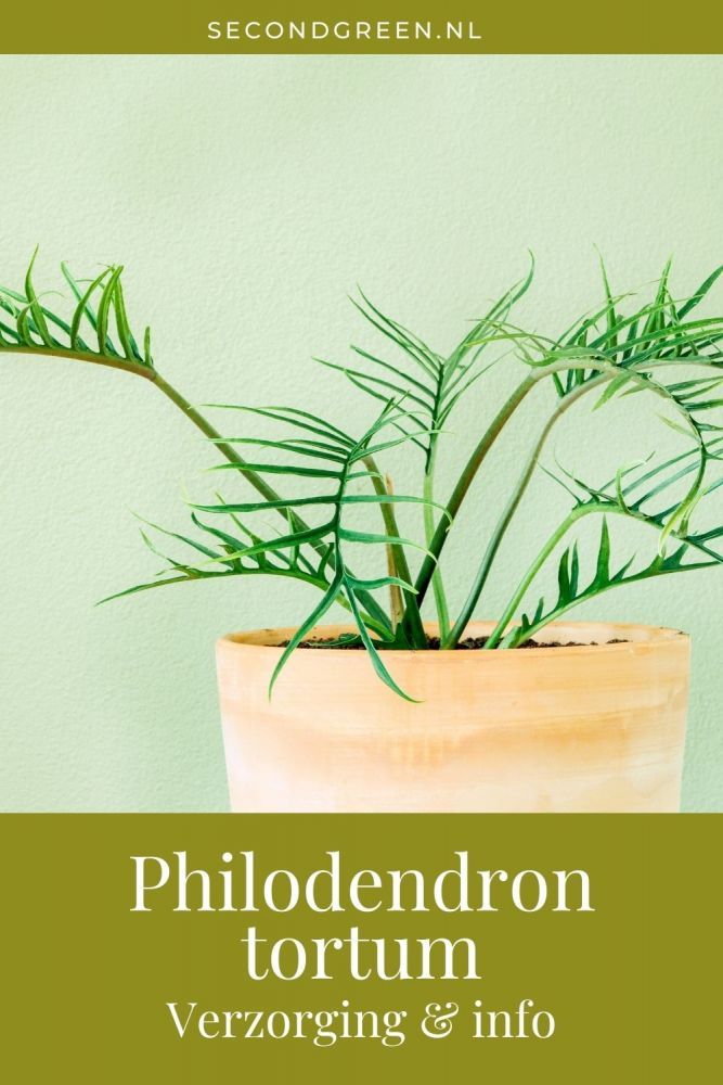 Philodedron tortum verzorging & info