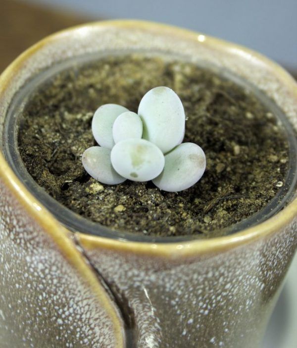 Vetplantjes duo op schaal maansteenplantje (Pachyphytum) close-up