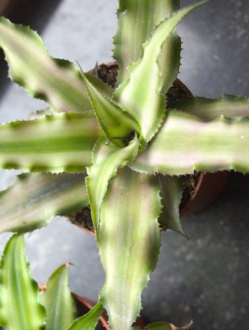 Cryptanthus verzorging | Een leuke Bromelia!