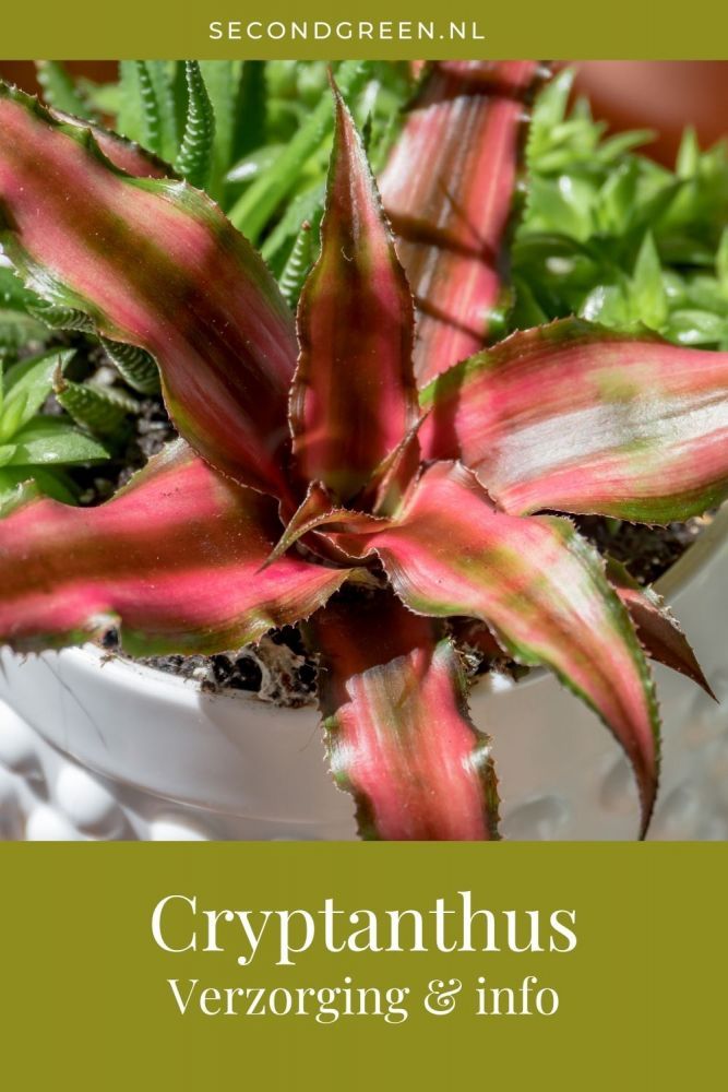 Cryptanthus verzorging | Een leuke Bromelia!