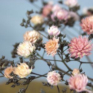 Vaas met droogbloemen “Fantasie” close-up kogelamarant