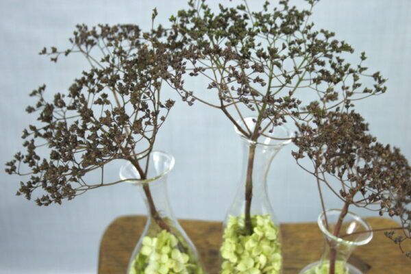 Vaas met droogbloemen “Hortensia” close-up