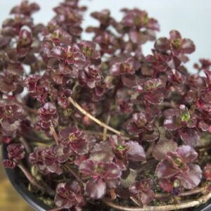 Sedum vetplant roodbruin – Vetkruid close-up
