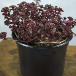 Sedum vetplant roodbruin – Vetkruid tuinplant