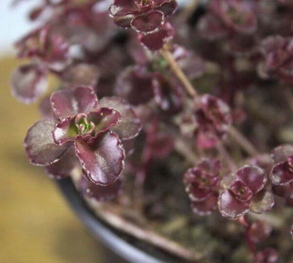 Close-up sedum vetplant roodbruin – Vetkruid