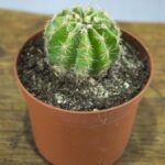 Echinopsis oxygona cactus stek – Bolcactus in kweekpotje