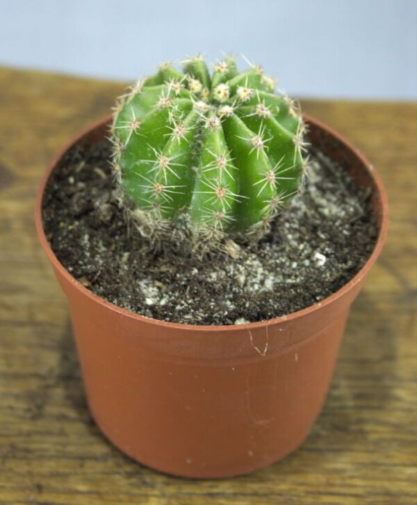 Echinopsis oxygona cactus stek – Bolcactus in kweekpotje
