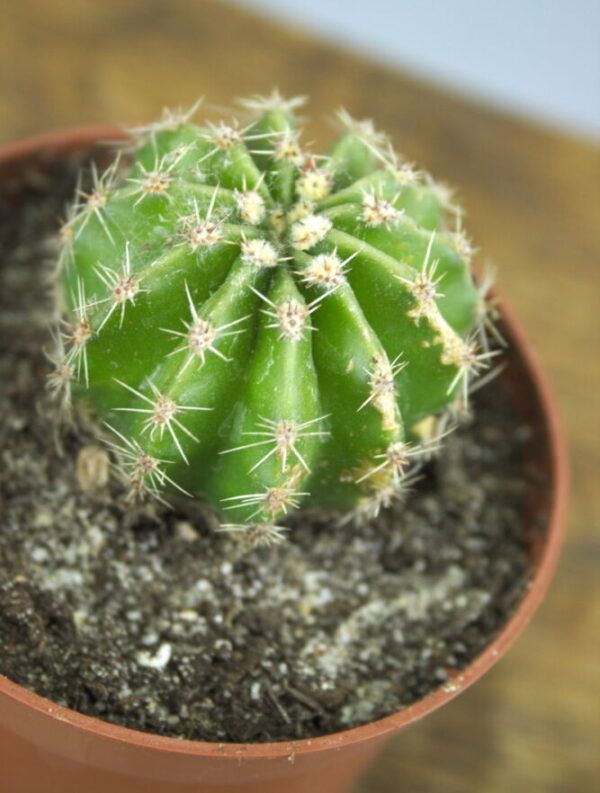 Close-up Echinopsis oxygona cactus stek – Bolcactus