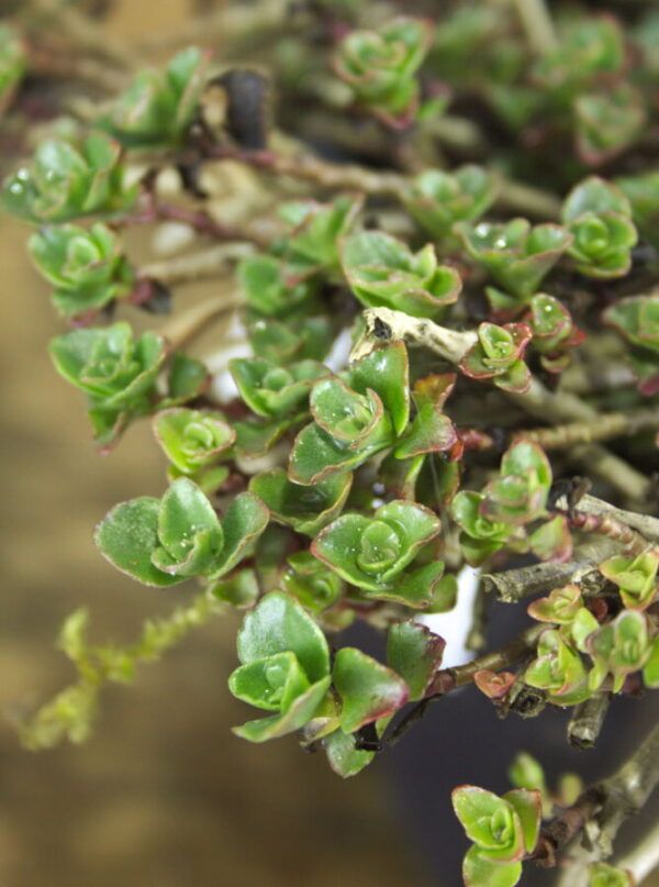 Sedum vetplant groen – Vetkruid close-up