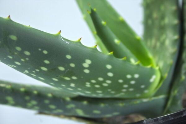 Close-up Aloë esculenta vetplant stek