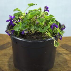 Bloeiend maarts viooltje in kweekpotje