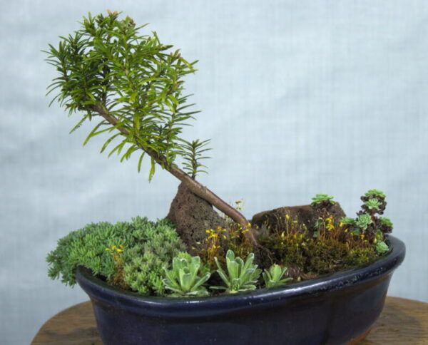 Hergebruikt bonsaipotje met taxusboompje & vetplanten