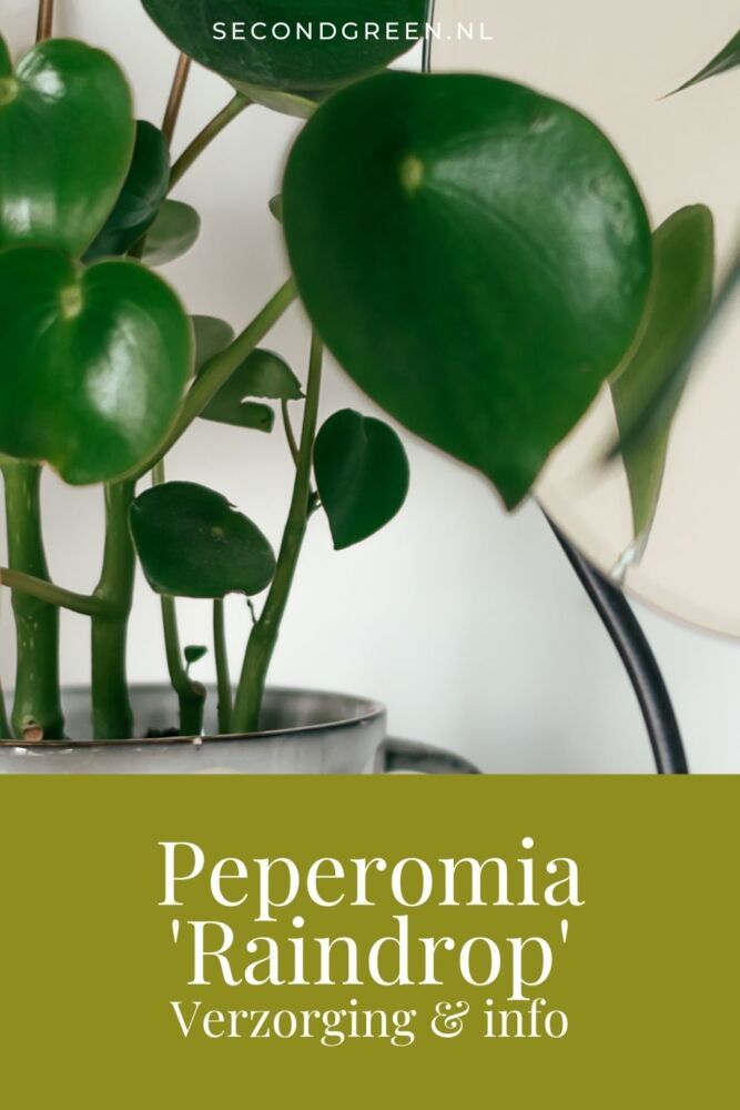 Peperomia 'Raindrop' | Verzorging & info