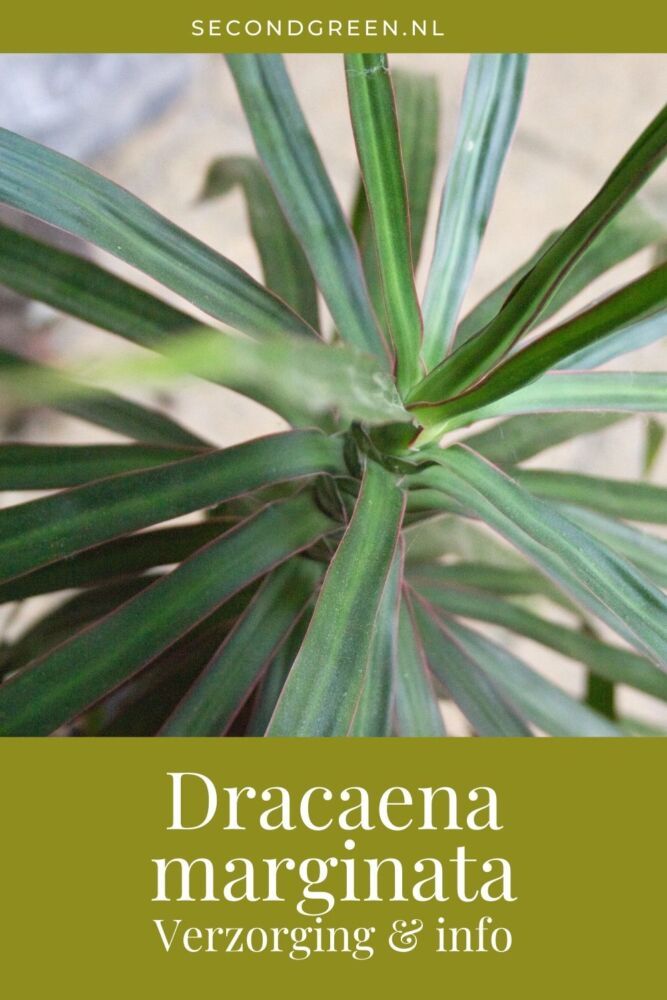 Dracaena marginata verzorging & info | Drakenbloedboom