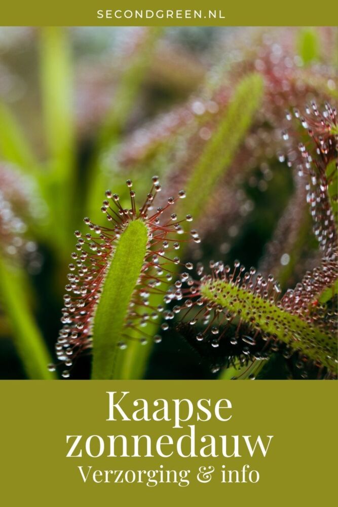 Kaapse zonnedauw verzorging & info | Drosera capensis