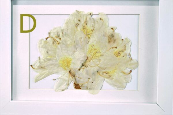 Gedroogde witte rhododendron