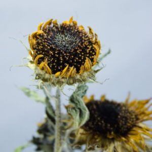 Close-up van een gedroogde zonnebloem in bloei