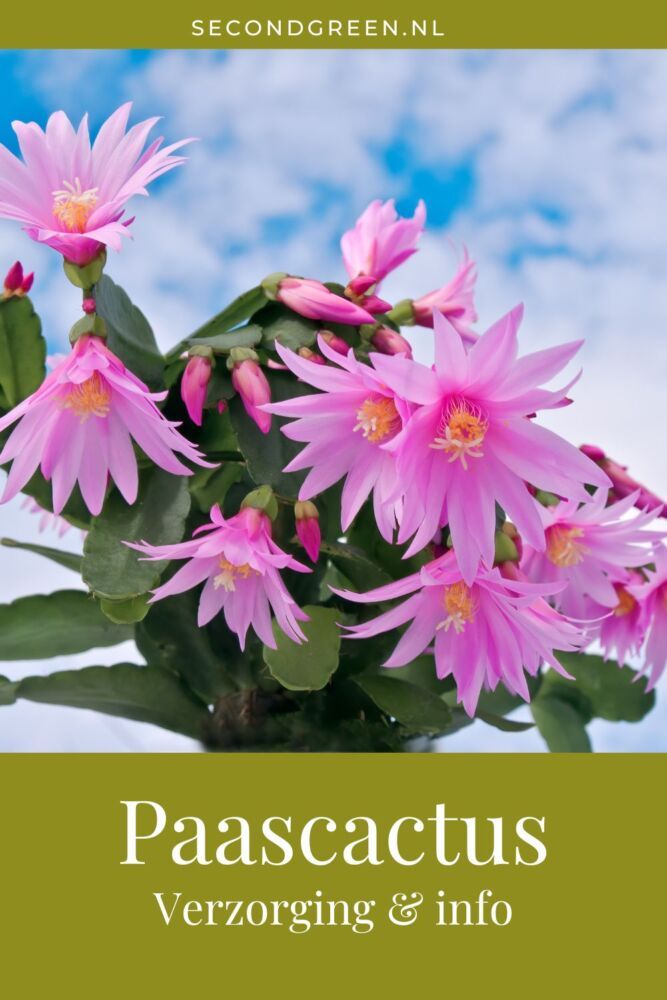 Paascactus kamerplant met roze bloemen.