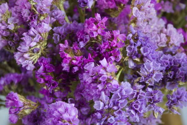 Close-up lamsoor droogbloemen paars-roze-blauw