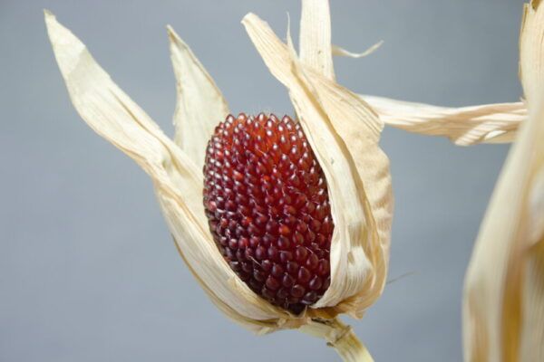 Rood maïs kolfje close-up