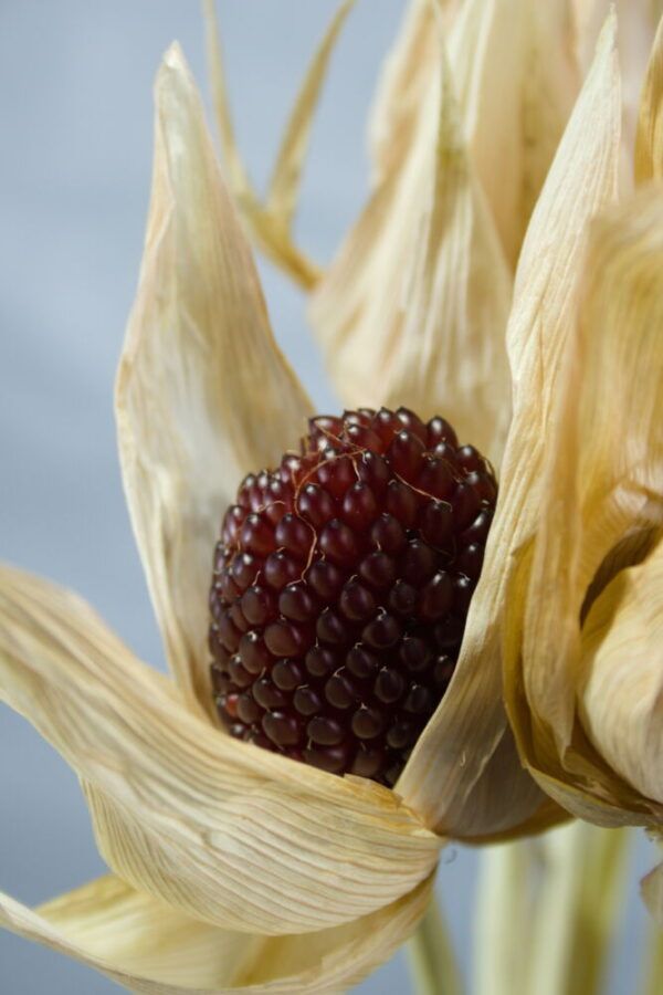 Close-up van een rood maïs kolfje