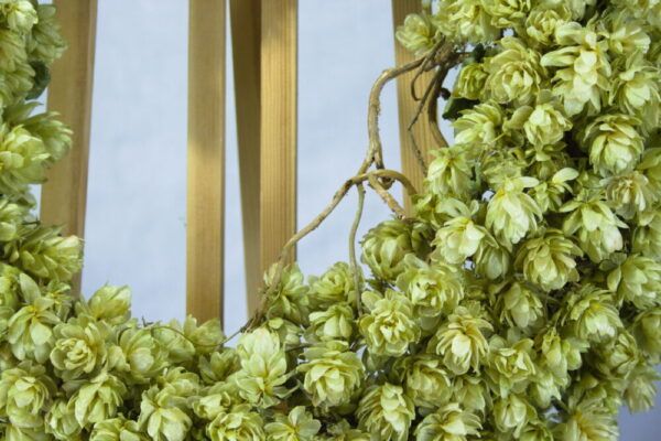 Close-up van droogbloemen krans hop