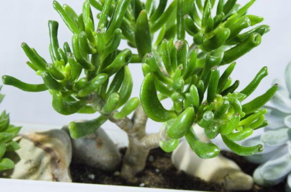 Crasula ovata, "little hobit" vetplant close-up