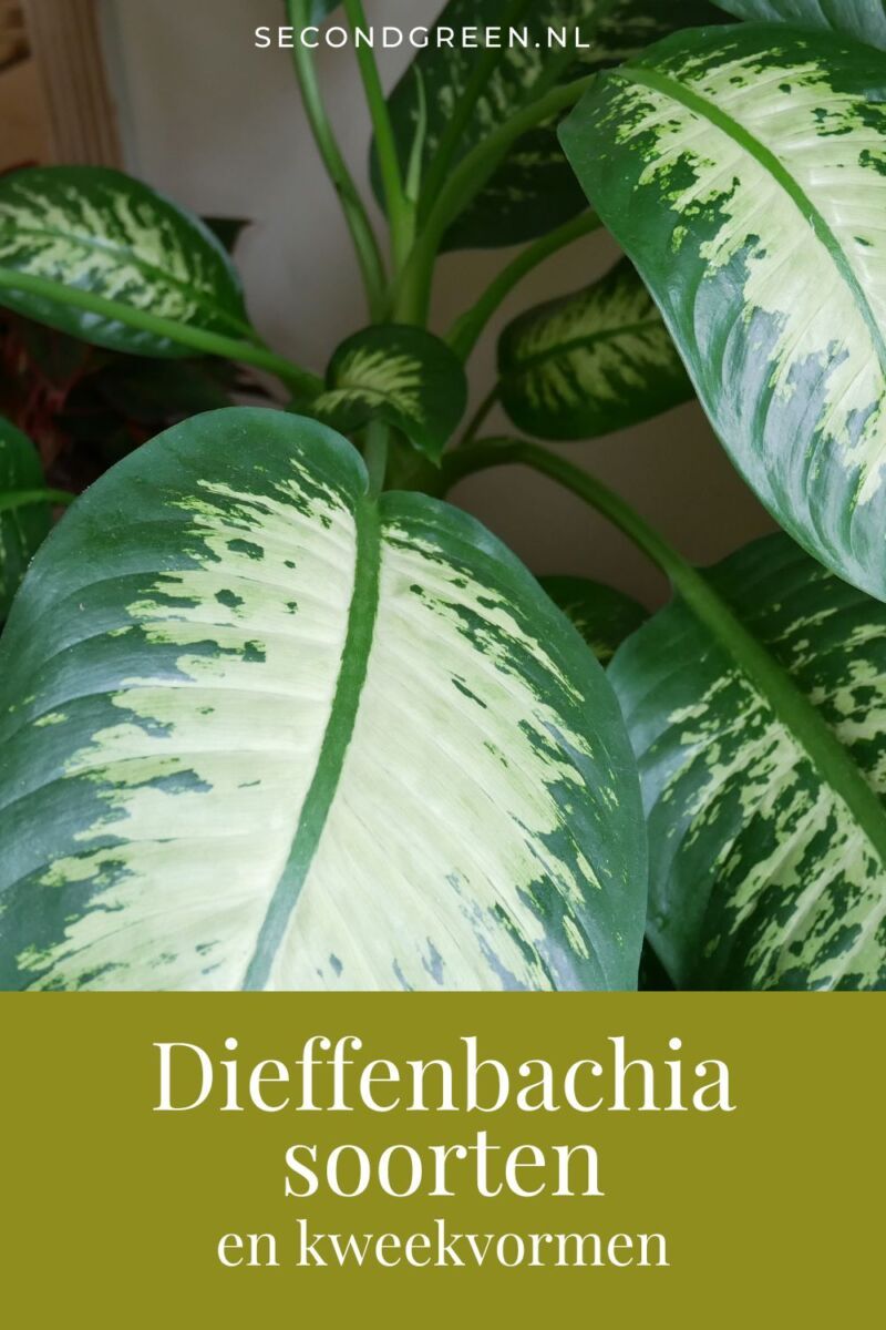 Dieffenbachia soorten en kweekvormen