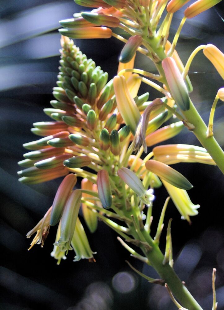 Aloe vetplant bloem close-up