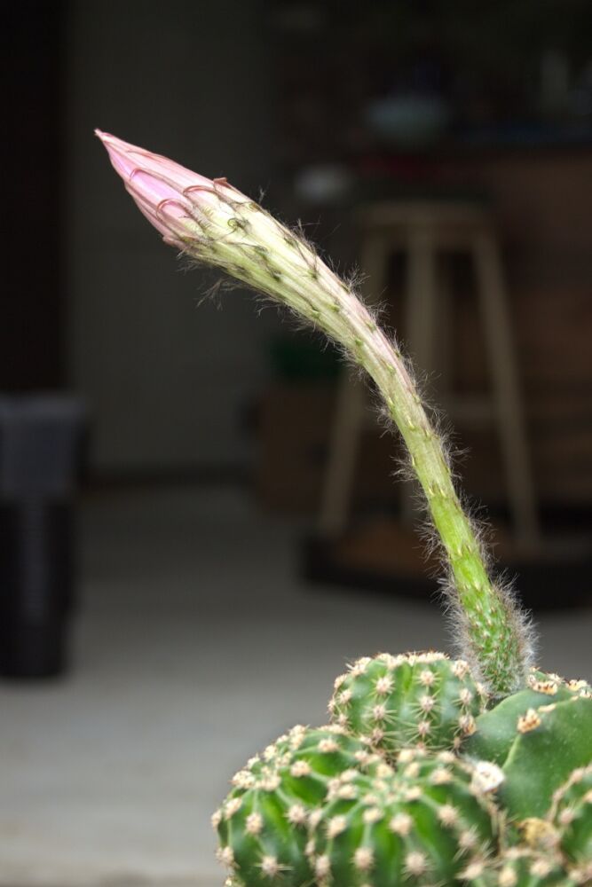 Bloemknop van Echinopsis oxygona cactus